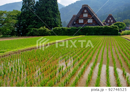 田植え直後、春の白川郷 三連合掌 田植え直後、春の白川郷 三連合掌 92746525
