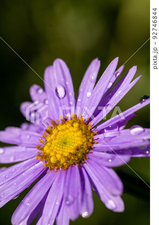 雨上がりの紫色のキク 雨上がりの紫色のキク 92746844