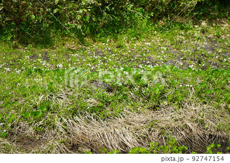 夏の八幡平はお花畑 夏の八幡平はお花畑 92747154