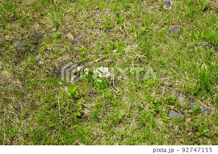 夏の八幡平はお花畑 夏の八幡平はお花畑 92747155