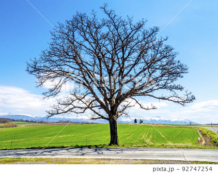セブンスターの木(北海道美瑛町) セブンスターの木(北海道美瑛町) 92747254