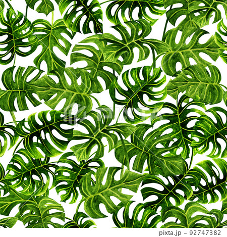 Seamless pattern. Watercolour hand drawn tropical plants, monstera plant, white background.	 92747382