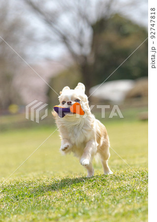 楽しそうに芝生の上を走るおもちゃをくわえたロングコートチワワチワワ （リードなし） 92747818