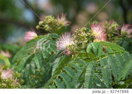 蟹ヶ谷公園のネムノキ【緑背景】 蟹ヶ谷公園のネムノキ【緑背景】 92747888