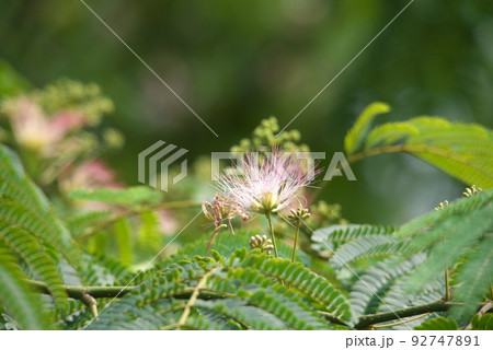 蟹ヶ谷公園のネムノキ【緑背景】 蟹ヶ谷公園のネムノキ【緑背景】 92747891