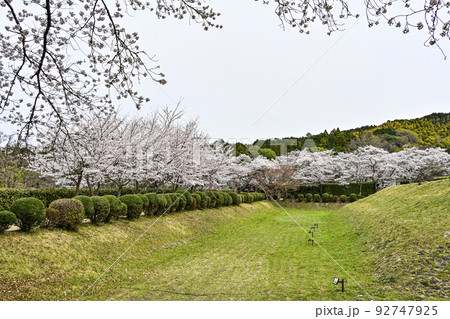 国営飛鳥歴史公園石舞台地区の桜 92747925