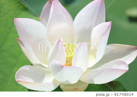 ハスの花 92748014