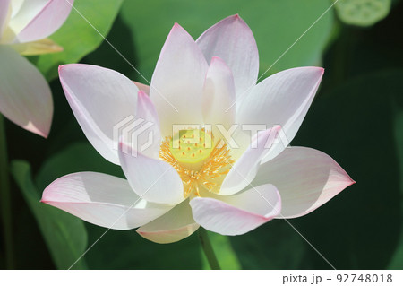 ハスの花 ハスの花 92748018