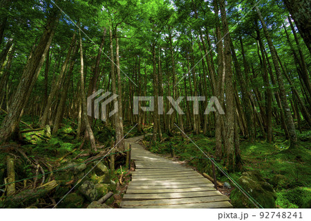 長野県佐久穂町　初夏の白駒の森　白駒の池 92748241
