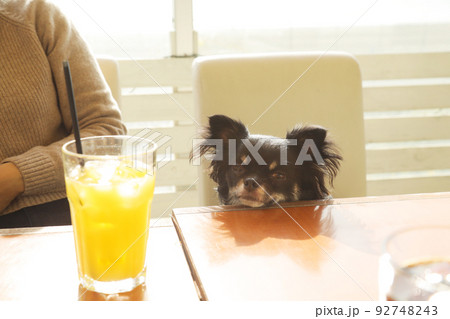 ドッグカフェのテラス席に座るブラックタンのロングコートチワワ  92748243