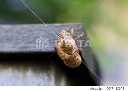 住宅街の表札の木の柱に留まる、セミの抜け殻 住宅街の表札の木の柱に留まる、セミの抜け殻 92748303
