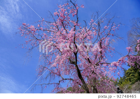 青空バックに見上げる満開の濃いピンクの枝垂れ桜@奈良 青空バックに見上げる満開の濃いピンクの枝垂れ桜@奈良 92748465