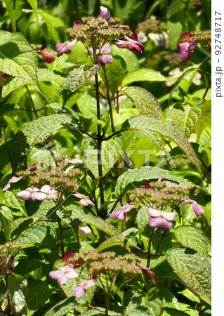 霊源院の庭に咲く甘茶の花　京都府 92748717