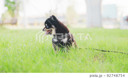 Pomeranian dog black color sitting and relax on grass in the public park 92748754