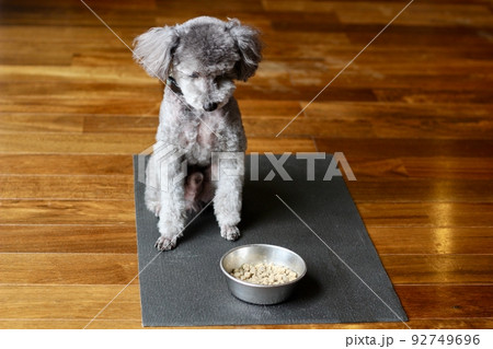 ふやかしたドッグフードと老犬のトイプードル 食事の前に待てをしている様子 ふやかしたドッグフードと老犬のトイプードル 食事の前に待てをしている様子 92749696