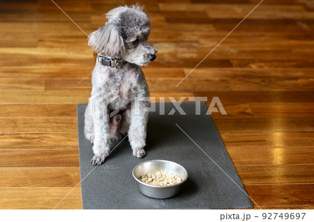 Toy poodle cheap not eating