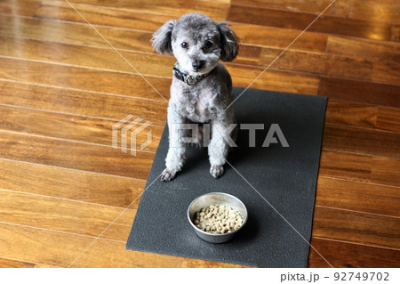ふやかしたドッグフードと老犬のトイプードル 食事の時間 ふやかしたドッグフードと老犬のトイプードル 食事の時間 92749702