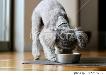 ふやかしたドッグフードと老犬のトイプードル ドッグフードを食べている様子 ふやかしたドッグフードと老犬のトイプードル ドッグフードを食べている様子 92749707