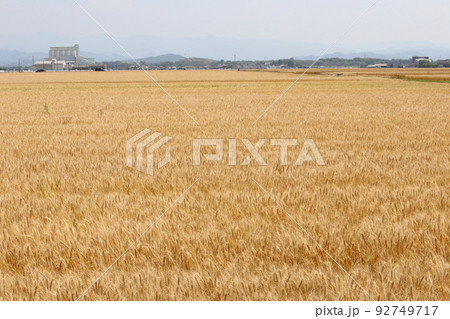 麦秋の風景 麦秋の風景 92749717