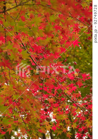 秋の風物詩 紅葉林1 92749728