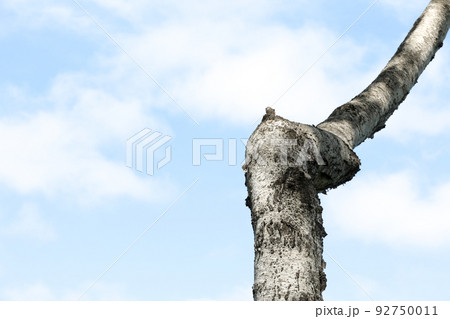 白樺,しらかば,自然,植物,シラカバ,樹木,花粉,シラカバ花粉,幹、青空、空、雲 92750011