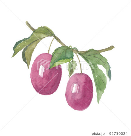 パッションフルーツ　葉付き 92750024