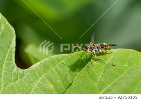 コアシナガバチ 92750105