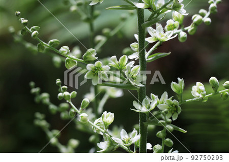 バイケイソウ 92750293