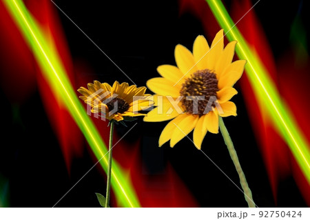 夏の華　開花！　 92750424