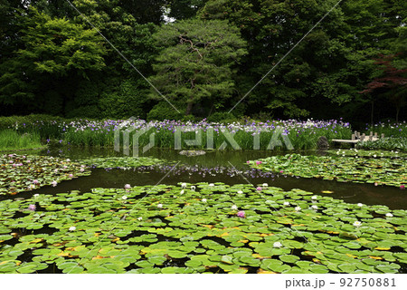 平安神宮 神苑 花菖蒲と睡蓮 平安神宮 神苑 花菖蒲と睡蓮 92750881