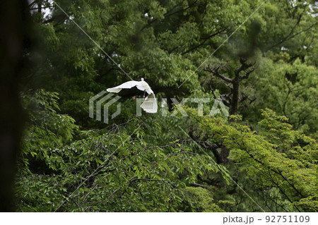 平安神宮　神苑　しらさぎ 92751109