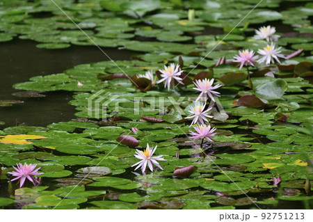 平安神宮　神苑　睡蓮 92751213
