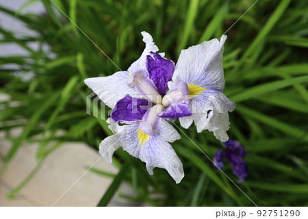 平安神宮 神苑 花菖蒲 平安神宮 神苑 花菖蒲 92751290