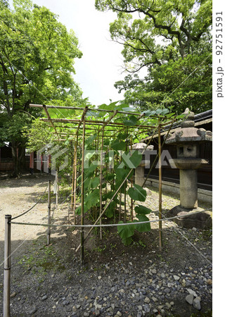 豊国神社　千成瓢箪 92751591