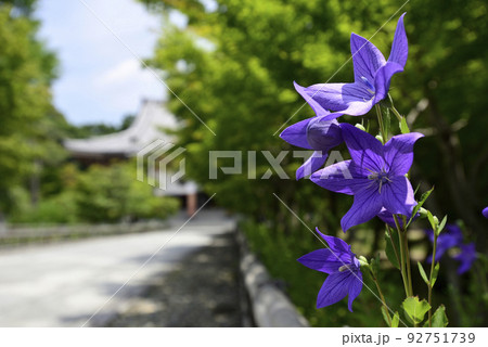 智積院 桔梗 智積院 桔梗 92751739