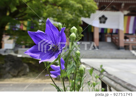 智積院 桔梗 智積院 桔梗 92751745