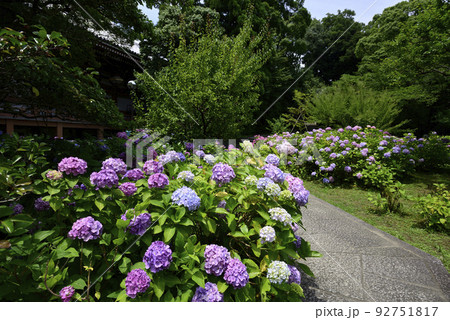 智積院　あじさい園 92751817