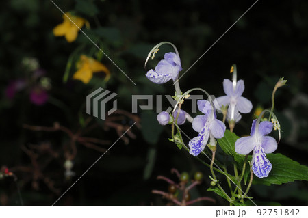 カリガネソウの花 カリガネソウの花 92751842