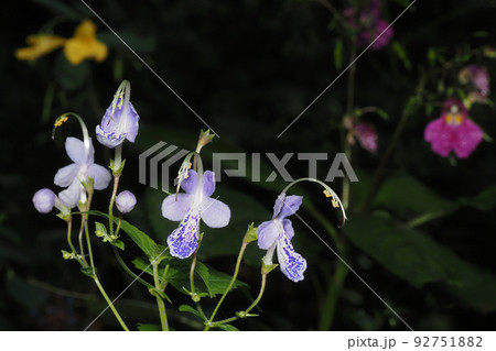 カリガネソウの花 カリガネソウの花 92751882