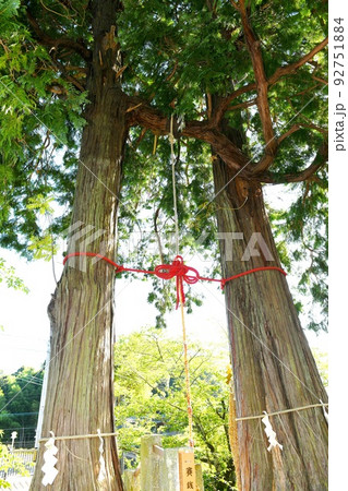 武雄市 武雄神社 夫婦檜（縁結びの御神木)】の写真素材 [92751884] - PIXTA