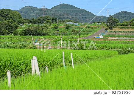 秦野の原風景 田原ふるさと 夏の田園 秦野の原風景 田原ふるさと 夏の田園 92751956