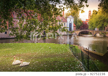 Swans couple resting near Beguinage and idyllic canal, Bruges, Belgium 92752236