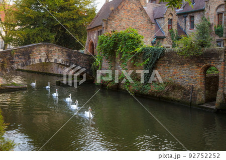 Swans line floating on Brugge canal waters with bridge, Belgium 92752252