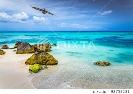 Pelican flying over idyllic caribbean beach in Aruba, Dutch Antilles Pelican flying over idyllic caribbean beach in Aruba, Dutch Antilles 92752281