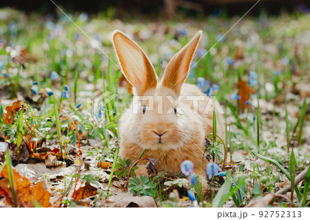 A small white fluffy red rabbit with big ears in a forest flowering spring meadow. Close-up, concept for the spring holiday of Easter A small white fluffy red rabbit with big ears in a forest flowering spring meadow. Close-up, concept for the spring holiday of Easter 92752313