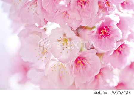 公園に咲くカワヅザクラ(河津桜)の花のクローズアップ写真です。 公園に咲くカワヅザクラ(河津桜)の花のクローズアップ写真です。 92752483
