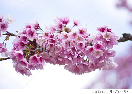 公園に咲くカワヅザクラ(河津桜)が咲いています。 公園に咲くカワヅザクラ(河津桜)が咲いています。 92752493