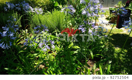 赤いスカシユリと青いアガパンサスの花 92752504