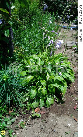 花が咲き始めたギボシの薄紫の花 92752508