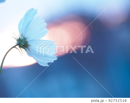 朝日を浴びるコスモスの花 92752516